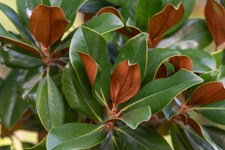 A close-up of the leaves of a southern magnolia tree.