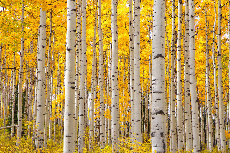 Aspen trees in Colorado on a beautiful Autumn day focusing on the tree trunks with a focus on the look of eyes on the trunks