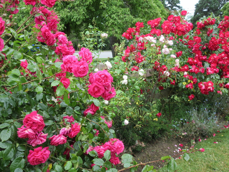 A handful of thriving rose bushes, with pink, red and white flowers.