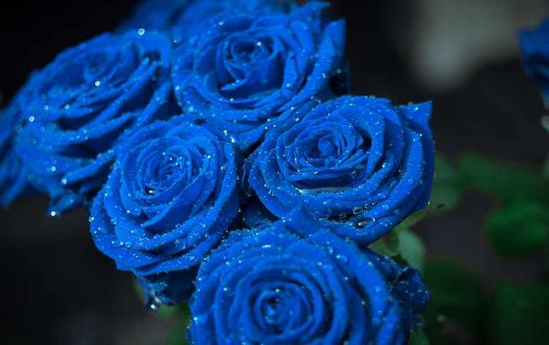 Blue roses bouquet