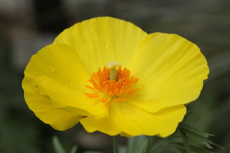 A close-up of a radiantly yellow Mexican tulip poppy (Hunnemannia fumariifolia).