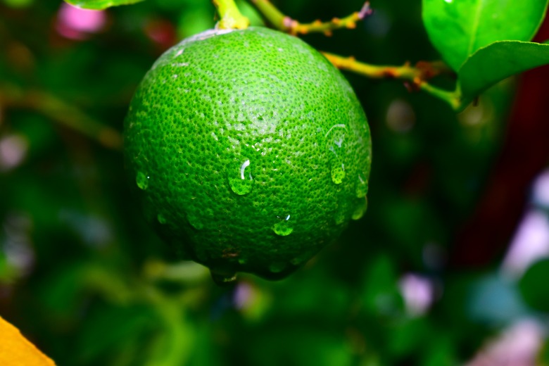 A single lime hanging off a branch, with water droplets dripping down.