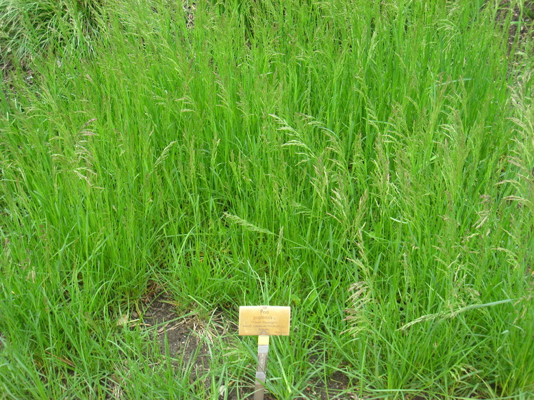 A patch of healthy Kentucky bluegrass (Poa pratensis) growing in a botanical garden.