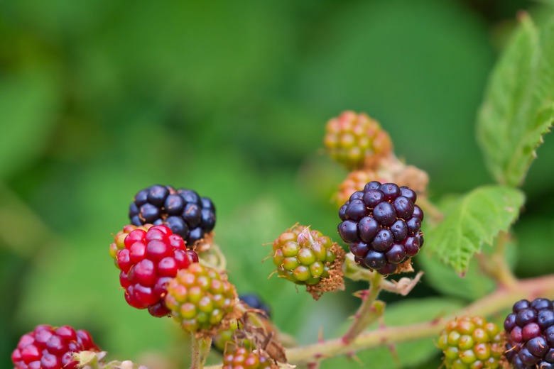 A handful of black raspberries (Rubus occidentalis) growing on a vine.