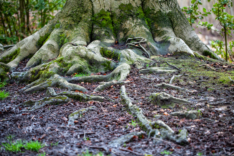 An oak tree with some of its roots showing above ground.