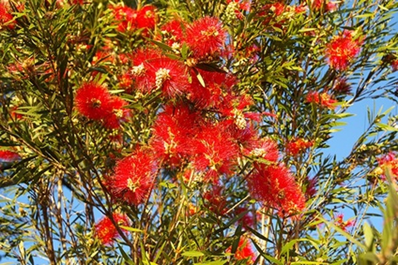 A group of bright red flower spikes of a bottlebrush plant pointing down towards the camera.