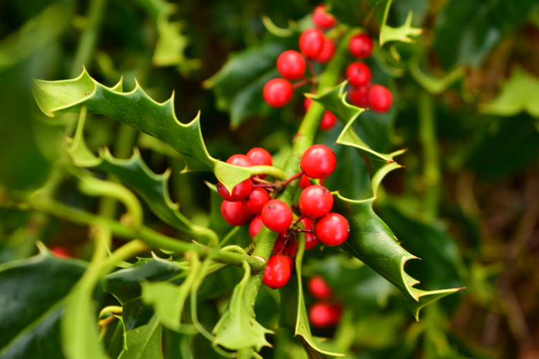 A close-up of the fruit on a holly (Ilex spp.) bush.