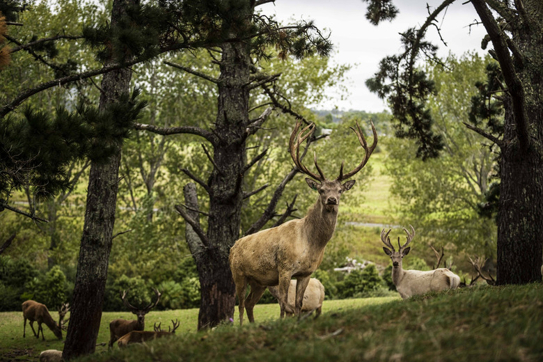 A wild deer grazing in the forest.