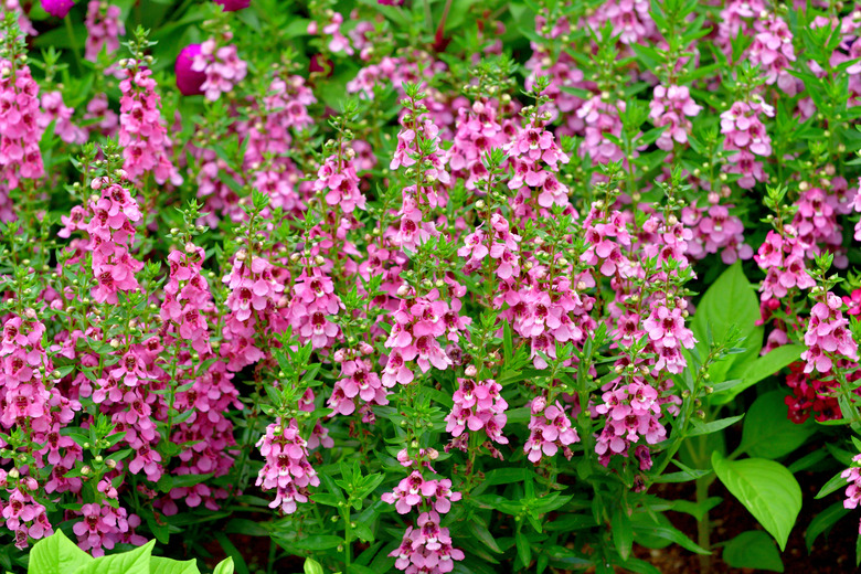 Wonderful pink flowers from an angelonia plant (Angelonia Angustifolia) fill out the frame.