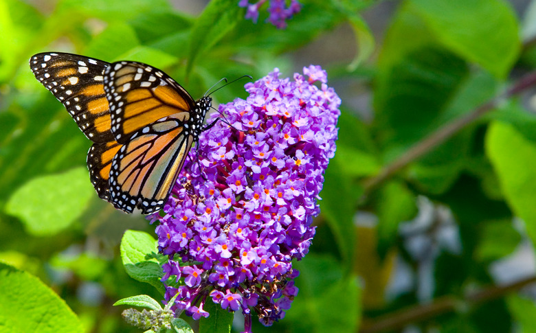 A monarch on a purple butterfly bush flower.