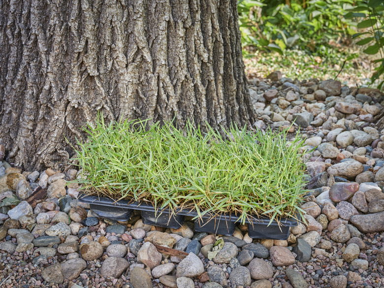 Zoysia grass plugs in a backyard.