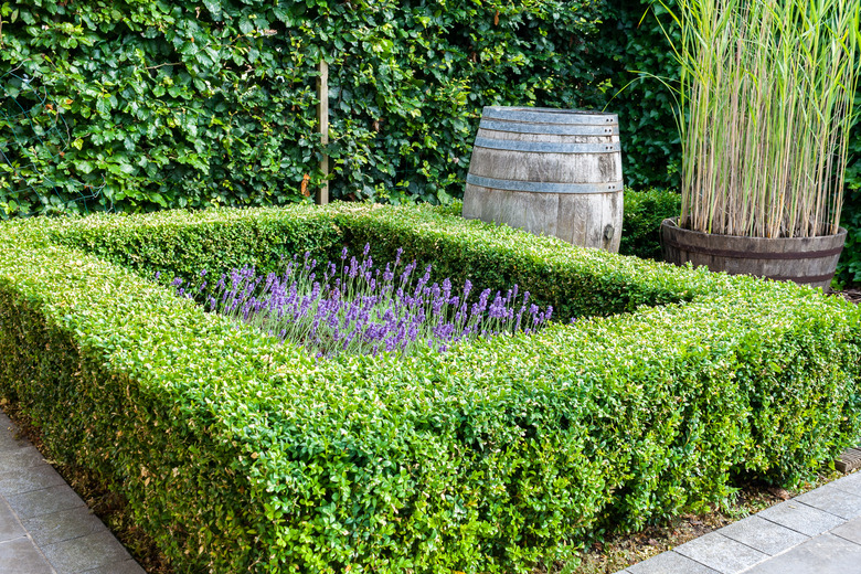 Beautiful green boxwood garden pruned into shapes