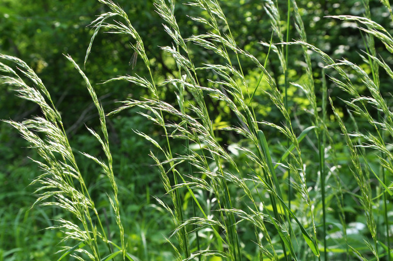 In the meadow among grasses grows ryegrass (Arrhenatherum elatius).