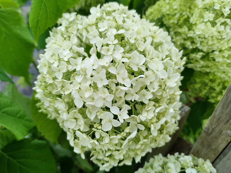 A close-up of a white Annabelle hydrangea (Hydrangea arborescens 'Annabelle') flowerhead.