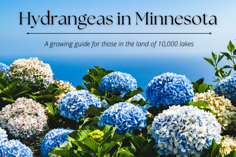 Blue and white hydrangeas growing by the water.