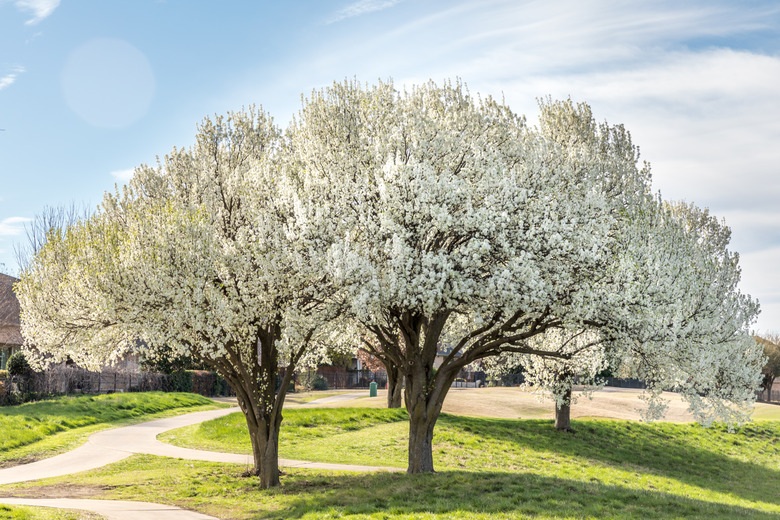 Bradford Pear Trees In Springtime