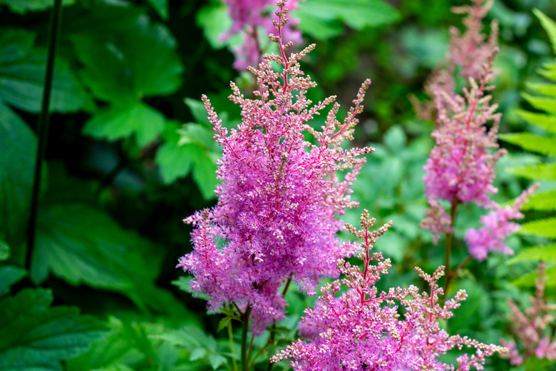 Bright colorful pink blooming Astilbe Arendsii Fanal flowers with green leaves in garden in spring and summer