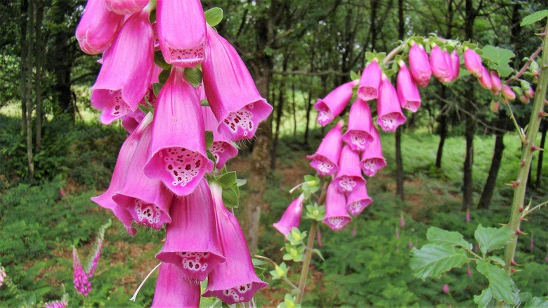 Delightfully magenta common foxglove (Digitalis purpurea) flowers strut their stuff.