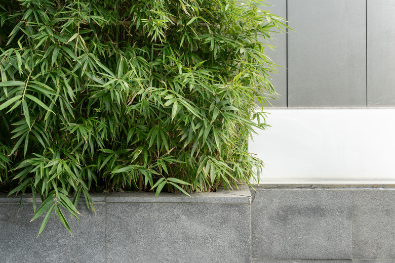 Bamboo growing in a concrete bed.