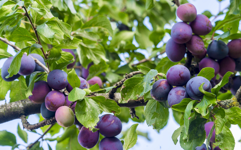 Fresh ripe plums on tree in a summer garden.