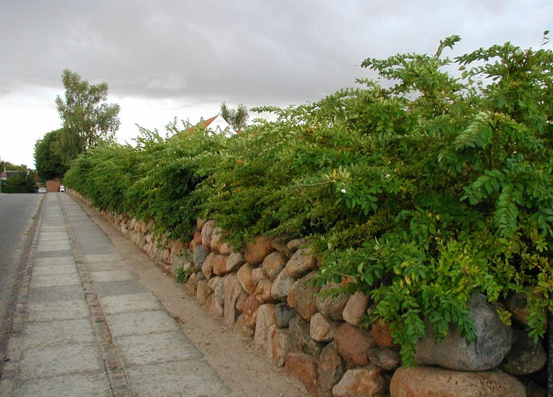 Some border privet (Ligustrum obtusifolium) used as a hedge above a short rock wall.