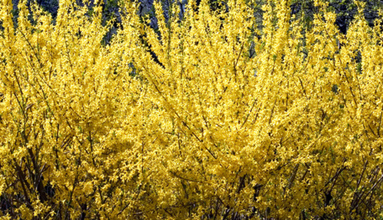 A close-up of some radiantly yellow forsythia plants.