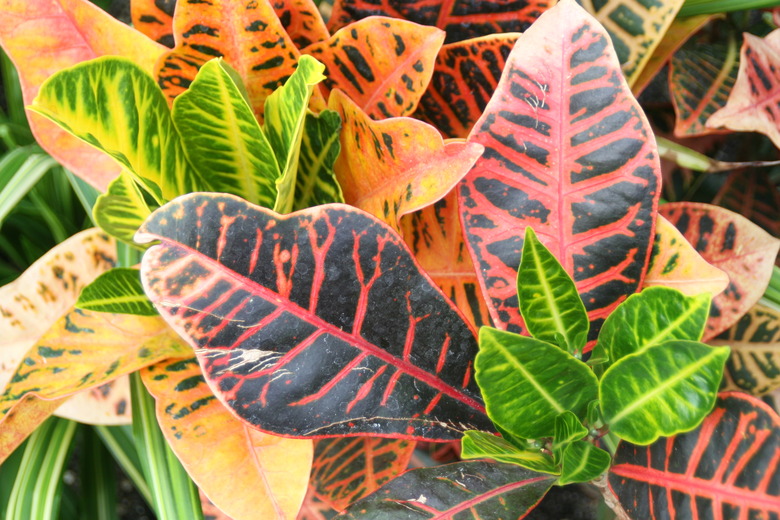 A close-up of some variegated croton (Codiaeum variegatum var. pictum) with a wide array of colors, including orange, green, yellow, red and black.