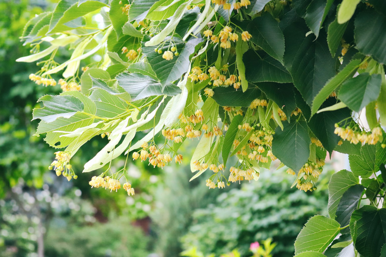 Delightful yellow linden tree flowers in bloom.