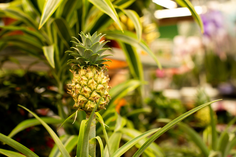 Yellow pineapple fruit in a greenhouse of tropical plants. Ripe bright tasty Bromelia ananas pineapple grown in a greenhouse. Natural Exotic Sour Sweet Fruit