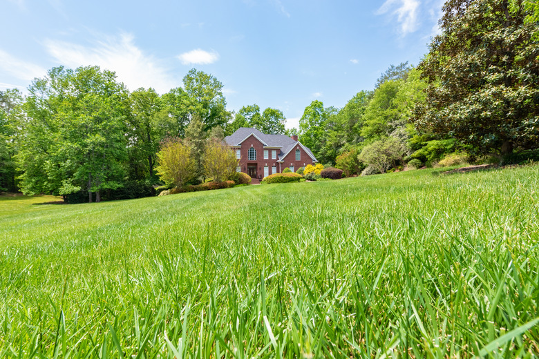 Green tall fescue grass (Festuca arundinacea) leading up to a home.