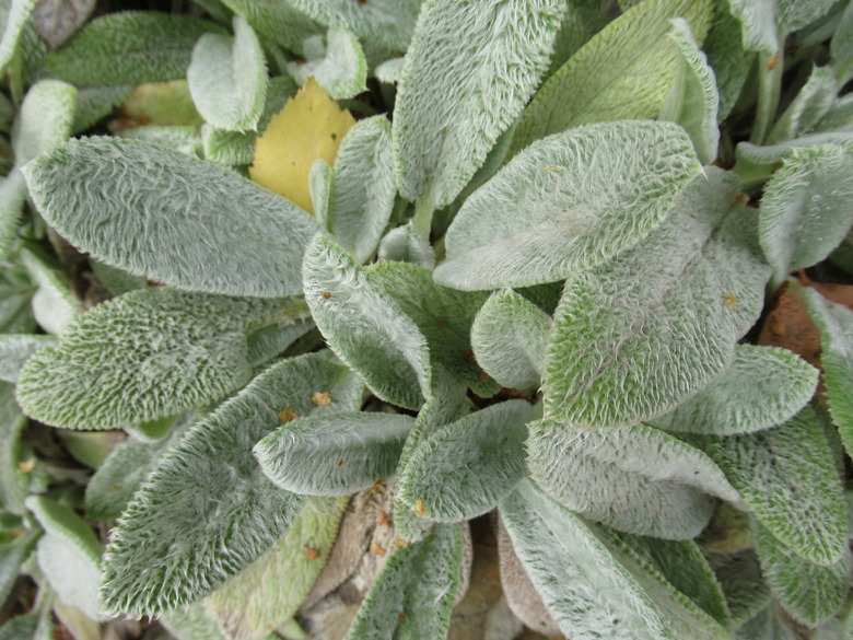 A close-up of some lamb's ear (Stachys byzantina) leaves.