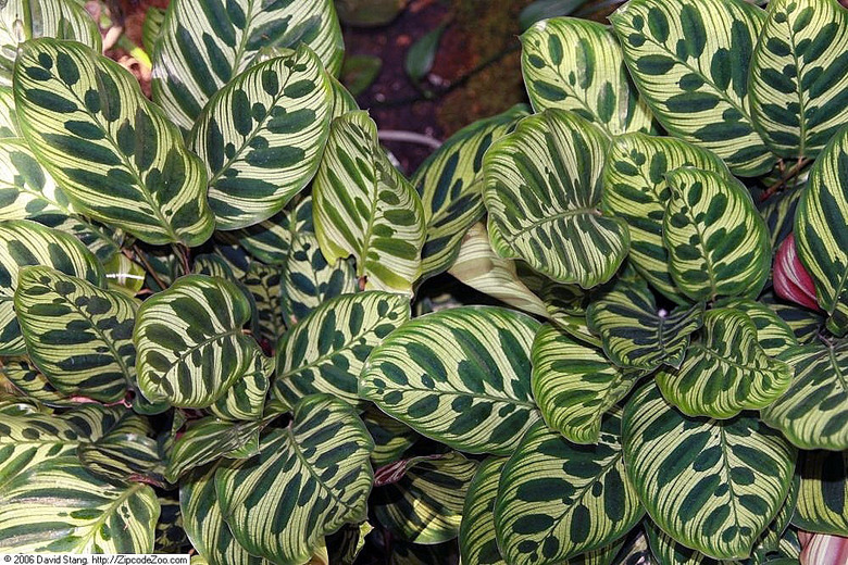 A top-down shot of two peacock plants (Calathea makoyana).