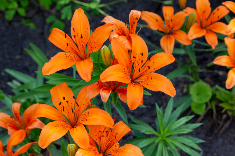 Close up view of beautiful orange asiatic lilies in an outdoor garden.