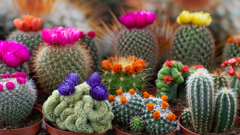 A wide array of different cactuses with glued immortelle flowers.