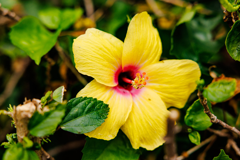 A delightfully yellow tropical hibiscus (Hibiscus rosa-sinensis‌) flower.