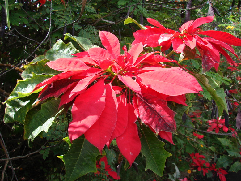 Bright red poinsettia (Euphorbia pulcherrima) flowers in bloom.