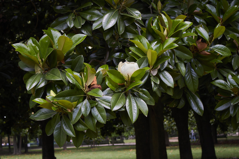 A Magnolia grandiflora in bloom.