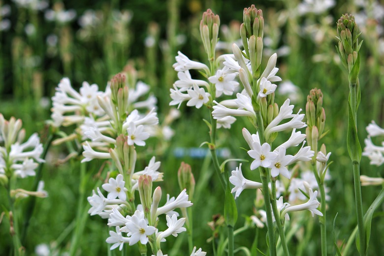 White tuberose flower garden in India.