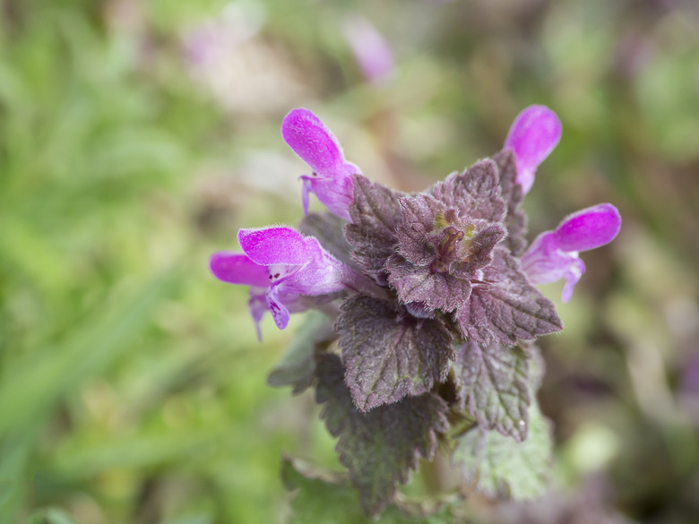 A close-up shot of a purple deadnettle (Lamium purpureum) flower in selective focus.