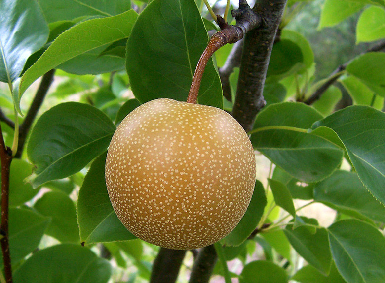 An Asian pear (Pyrus pyrifolia) still growing on the branch.