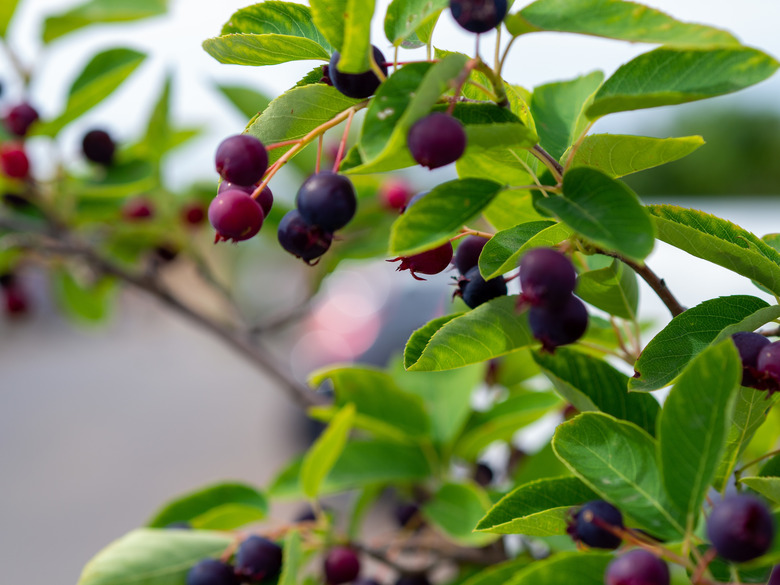 A selective focus shot of huckleberries on the branch.