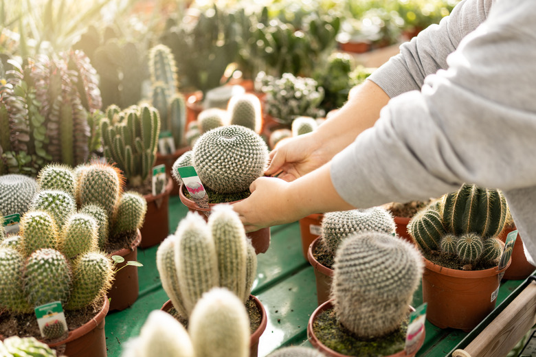 A woman working with cacti at a garden center.