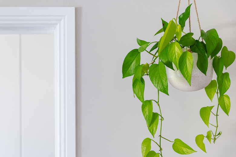 Devils ivy golden pothos indoor plant vine in a hanging pot near doorway