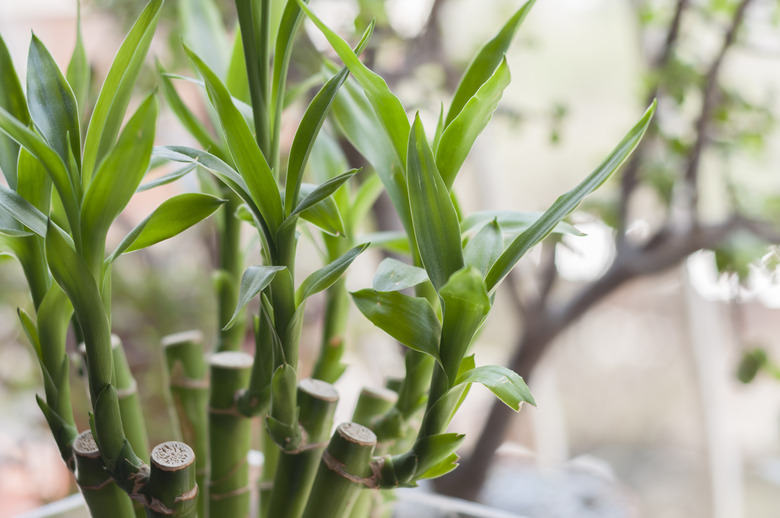 A lucky bamboo (Dracaena sanderiana) plant in a vase at home.