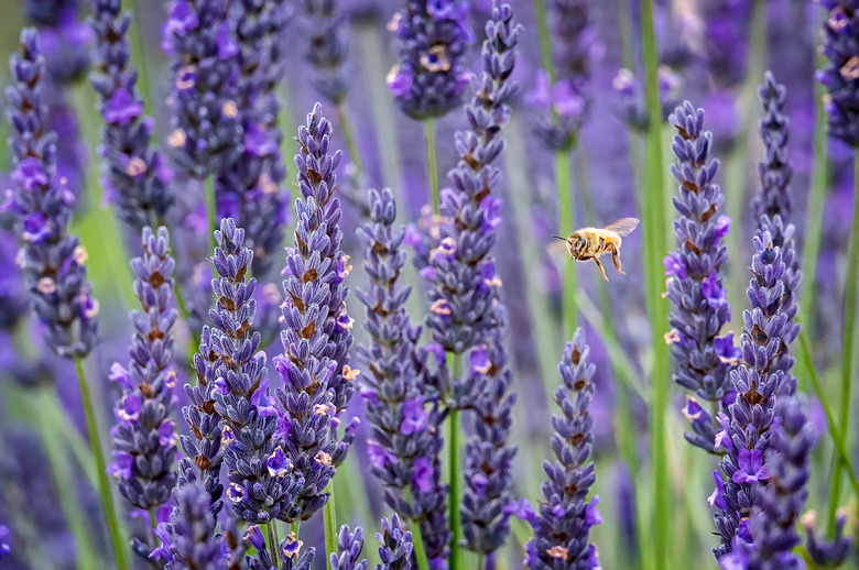 A bee in flight in between the lavender plants on Whidbey Island, Washington State.