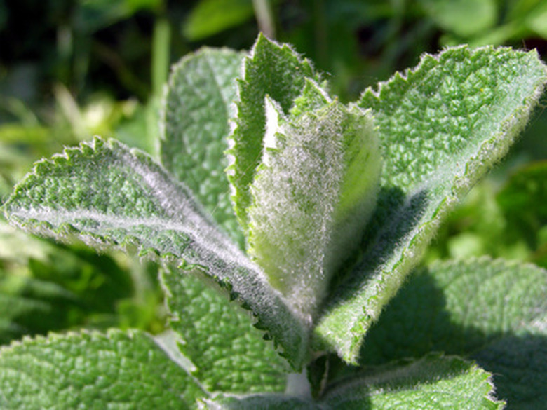 A close-up on some mint leaves.