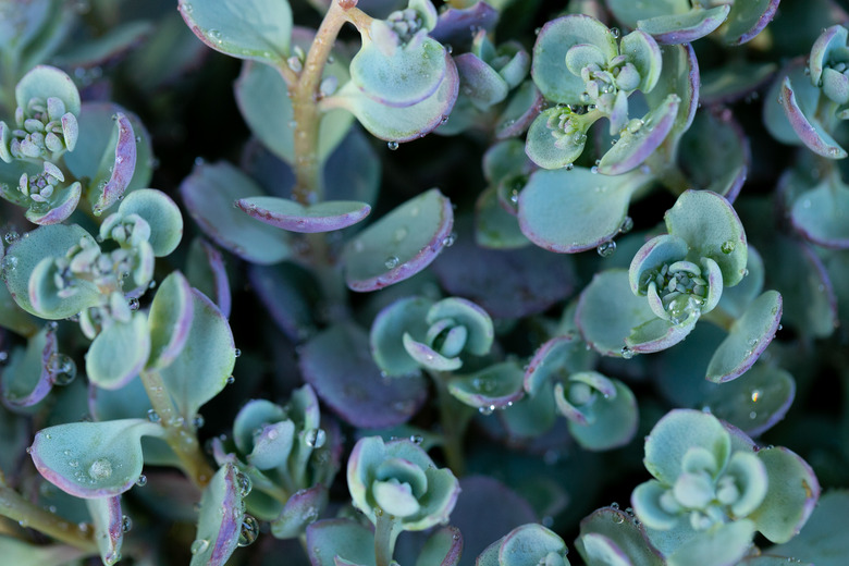 Sedum Ewersii.Succulents and sedums macro. groundcover flower.Beautiful nature background