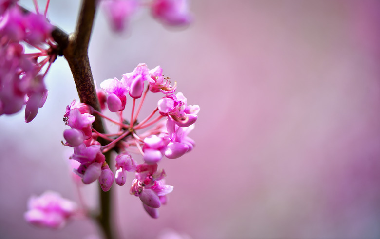 A close-up of cute little pink redbud blossoms.