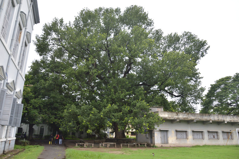 A mighty Florida mahogany tree (Swietenia mahagoni) at Serampore College in India.