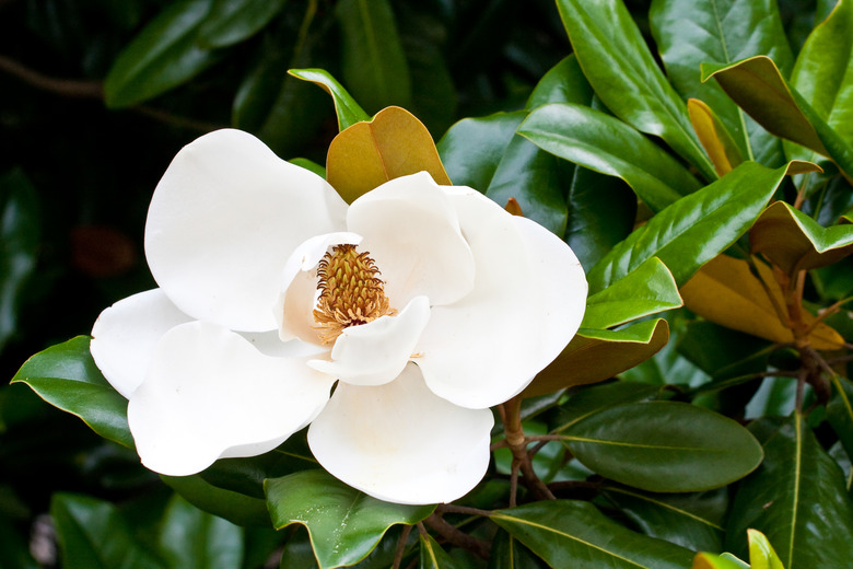 A close-up of a white flower from a Southern magnolia tree (Magnolia grandiflora).